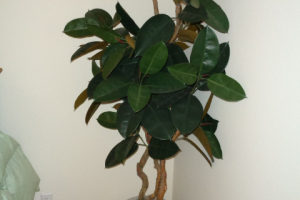 DSC00137
