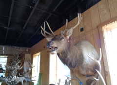 M 588  5 x 5 Full Elk Mount $1,500