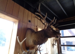 M 588  5 x 5 Full Elk Mount $1,500