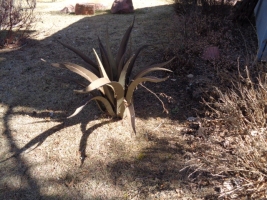 DSC03159
