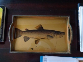 227A Trout Tray